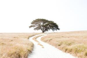 Lone Tree on a Path in a Field of Grass photo