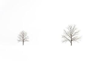 Two Bare Trees in a Snowy Landscape photo