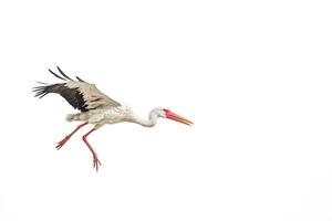 White Stork in Flight Against White Background photo