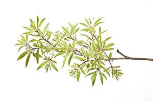 Branch with green leaves and buds isolated on white background photo