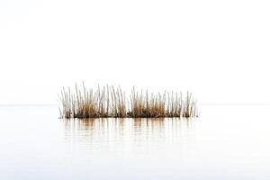 Minimalist View of Reeds in a Calm Lake photo