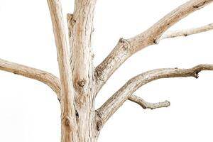Closeup of a tree trunk with branches isolated on a white background photo