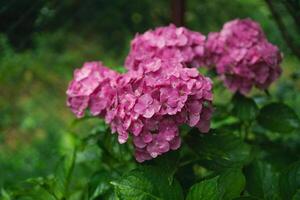 Pink hydrangea, close-up. Flowering bush. Huge hydrangea in the front garden. Flowering purple and pink hydrangea. photo