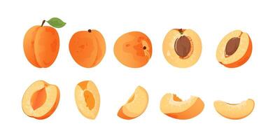 Fresh apricot slices and whole fruits. Flat apricot from different sides isolated on white background. vector