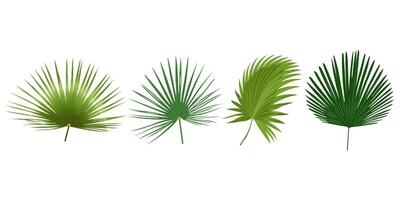 Tropical leaves .Palm leaf isolated on white background. Simple flat . vector
