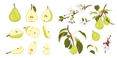 Raw green pear fruit from different angles. Ripe whole, half, quarter and slice pear. Pear blossom and fruits on branch. Simple hand drawn isolated on white background. vector