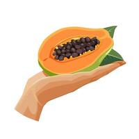 Freshly and healthy green papaya in the palm of the hand isolated on white background. illustration in flat style with tropical fruit. Clipart for card, banner, flyer, poster design vector