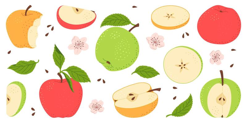 Apple - ★★ kpc vector illustration of red apple fruit, split apple 9690759