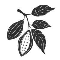 Cacao - cocoa beans beans on white background. vector
