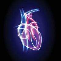Illustration of a human heart using white curved lines glowing in various colors forming a transparent heart shape on a dark blue background. vector