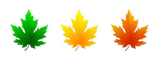 Set of realistic bright maple leaves isolated on white background. Maple leaf icons in green, yellow and red color vector