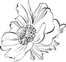 flower. Anemone in graphics style. Paris springtime, romantic line. Botanical illustration, flora. Black circuit silhouette vector