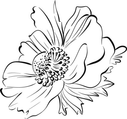 flower. Anemone in graphics style. Paris springtime, romantic line. Botanical illustration, flora. Black circuit silhouette