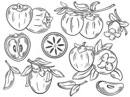 Set of persimmon fruits growing on branches with leaves and flowers vector