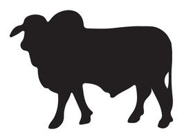 Brahman bull silhouette on white background vector