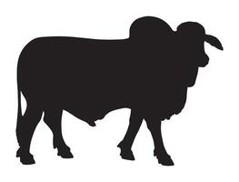 Brahman bull silhouette on white background vector