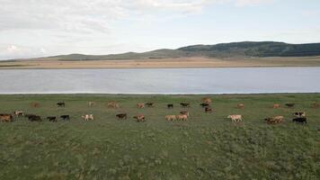 Aerial revealing view zoom out view isolated large Herd of cows on green field walks freely by lake water source natural outdoors in caucasus region.Cow looks at camera with beautiful background video