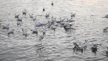 Flock of Seagulls in Flight Over Water, Capturing the Chaos and Energy of Nature video