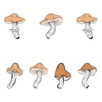 A set with mushrooms. Autumn set vector