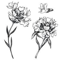 drawing of thyme herb. Detailed images in retro style, engraving style ink drawing. Vintage sketch element for label design, herbal tea packaging. vector