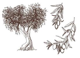 vintage olive set isolated on white. Hand-drawn illustrations of a tree, branches with leaves and fruits in the style of an engraving. Symbols for the design of labels of oils, soaps, cosmetics vector