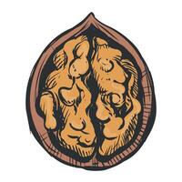 Hand drawn sketch of walnuts illustration. Opened walnut kernel, shell sketch icons. Fresh organic products, oil. Colored drawing of a nut. Isolated on white background. vector