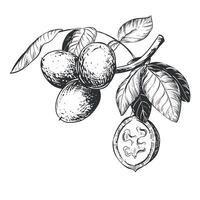 Line sketch of a walnut branch. Hand drawn ink drawing of nut. Branch with leaves and harvest. Healthy eating and diet. Outline illustration using engraving technique on a white background. vector