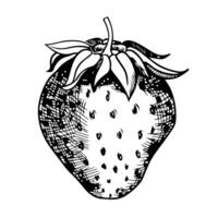 sketch of the strawberry on white background vector
