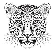 Leopard portrait hand drawn sketch illustration vector