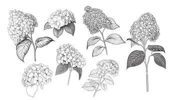 Hydrangea collection sketch hand drawn in doodle style illustration vector