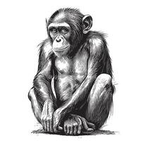 Monkey sitting sketch hand drawn in doodle style illustration vector