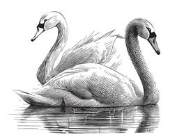 Pair of swans in the lake hand drawn sketch in doodle style illustration vector