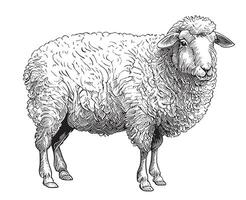 Farm ram sheep hand drawn sketch illustration vector