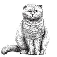 Scottish fold cat hand drawn sketch in doodle style illustration vector
