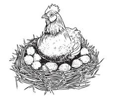 Hen laying eggs in the nest with eggs hand drawn sketch illustration vector