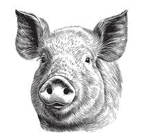 Pig face sketch hand drawn in doodle style illustration vector