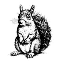 CUTE Squirrel sketch hand drawn illustration Wild animals vector