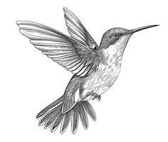 Hummingbird bird beautiful sketch hand drawn illustration vector