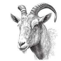 Goat face hand drawn sketch illustration vector