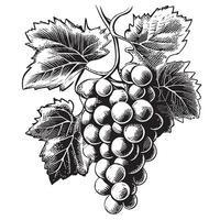 Grapes Bunch hand drawn sketch illustration Fruits and orchards vector