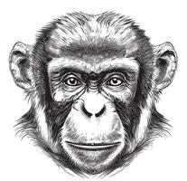 Monkey face sketch hand drawn in doodle style illustration vector