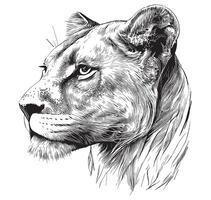Lioness face hand drawn sketch illustration, Wild animals vector