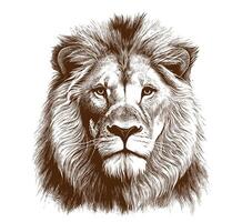 Lion portrait sketch hand drawn in doodle style illustration vector