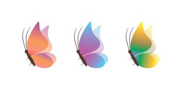 3 Colorful Butterfly Illustrations vector