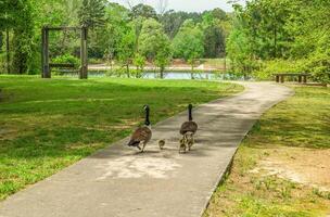 Geese walking in the park photo