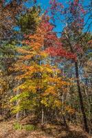 Colorful chromatic tree in autumn photo