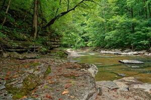 Creek flowing through the forest photo