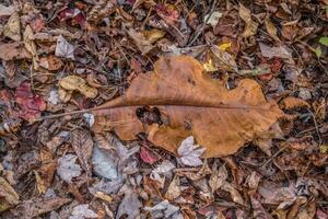 Bigleaf magnolia leaf in autumn photo