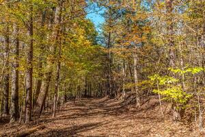 Trails in a forest in autumn photo