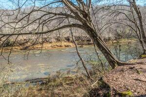 Twisted tree hanging over the river photo